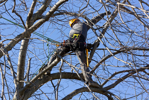 Man Trimming tree